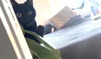 目をまんまるにした黒猫。やんちゃなこの子は、飼い主さんの声を無視して今日もイタズラを働きます！【海外・動画】