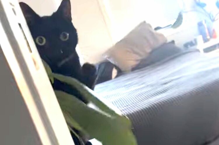 目をまんまるにした黒猫。やんちゃなこの子は、飼い主さんの声を無視して今日もイタズラを働きます！【海外・動画】