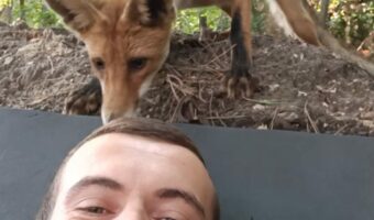 人間に出会うのは初めて?小屋の近くで横になって休んでいたら・・・キツネが遊びにやって来た!!