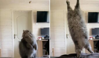 猫がおやつめがけてジャンプ！両手でナイスキャッチか！？と思いきや・・