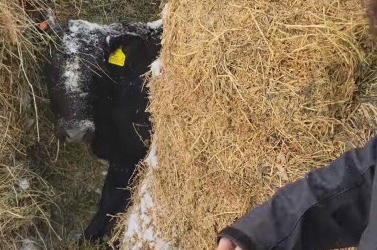 2日間行方不明になっていたいた牛。捜索の末発見したその場所は・・食いしん坊の証？【アメリカ・動画】