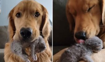 ベビーシッターは任せて!子猫の面倒をみる愛情深いゴールデンレトリバーにほっこり【アメリカ・動画】