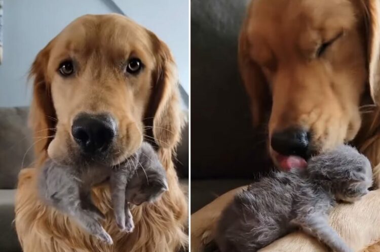 ベビーシッターは任せて！子猫の面倒をみる愛情深いゴールデンレトリバーにほっこり【アメリカ・動画】