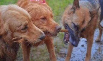 木の枝を取り合う犬たち。自分のだ!とみんな主張するように引っ張りあって離しません!!【海外・動画】