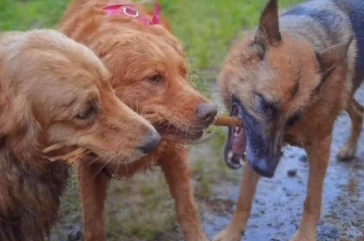 木の枝を取り合う犬たち。自分のだ！とみんな主張するように引っ張りあって離しません！！【海外・動画】