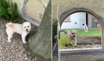 小さな扉をくぐってお友達に会いに行く犬。愛犬たちのためにお隣さん同士で考えたアイディアが素敵!!【海外・動画】