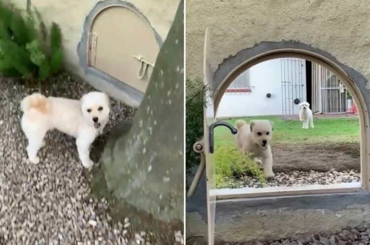 小さな扉をくぐってお友達に会いに行く犬。愛犬たちのためにお隣さん同士で考えたアイディアが素敵！！【海外・動画】