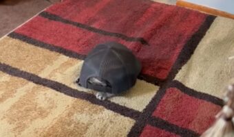 カメがお家を散策中と思いきや?甲羅らしきパーツからひょっこり顔を覗かせたのは・・・!!【アメリカ・動画】