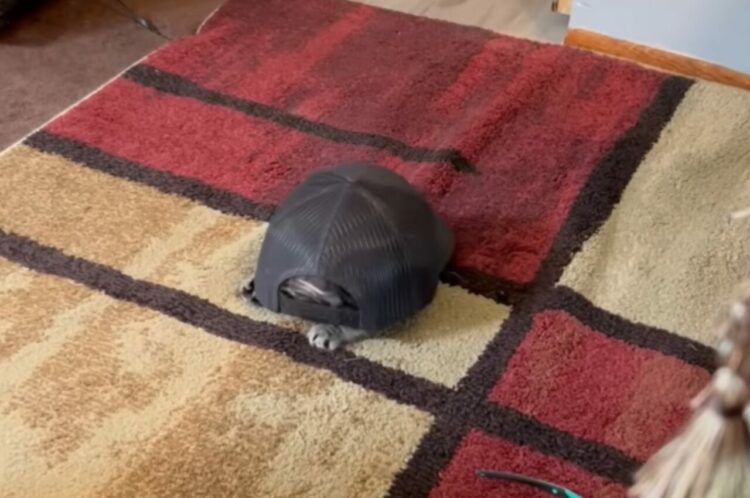 カメがお家を散策中と思いきや？甲羅らしきパーツからひょっこり顔を覗かせたのは・・・！！【アメリカ・動画】