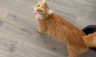 飼い主さんに見せたいものがあるニャ!猫の誘導についていくと・・そこには!!【アメリカ・動画】