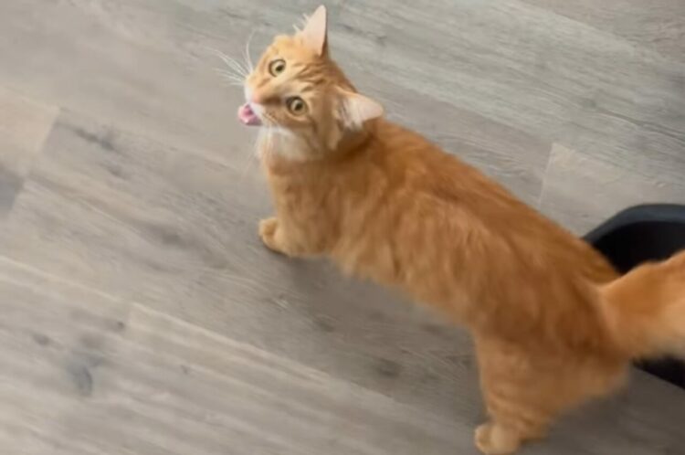 飼い主さんに見せたいものがあるニャ！猫の誘導についていくと・・そこには！！【アメリカ・動画】