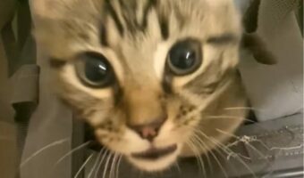 ビックリ箱みたいなキャリーバック！中から猫が飛び出してきた！！【海外・動画】
