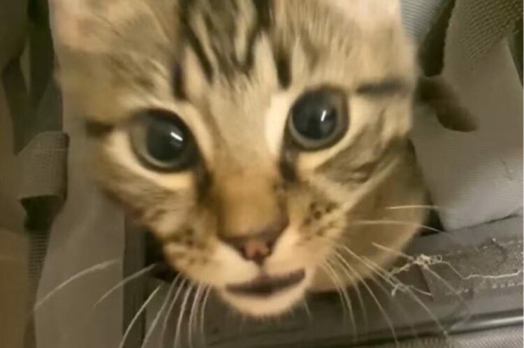 ビックリ箱みたいなキャリーバック！中から猫が飛び出してきた！！【海外・動画】