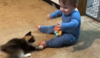 オモチャで遊ぶ赤ちゃんと子猫。幼いコンビが猫じゃらしをめぐってわちゃわちゃ!!【アメリカ・動画】