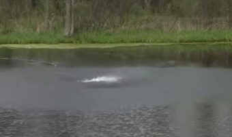 池から水しぶきをあげながらなにかが接近してきていると思ったら・・自然現象だった!!【アメリカ・動画】
