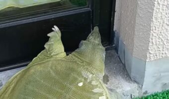 このカメ天才!?ベランダで日光浴を楽しむと、『驚きの方法』で家の中に入っていきました!