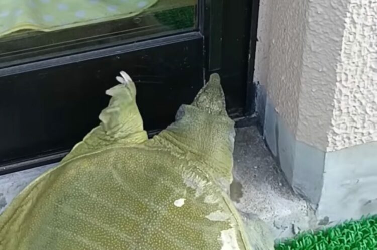 このカメ天才！？ベランダで日光浴を楽しむと、『驚きの方法』で家の中に入っていきました！