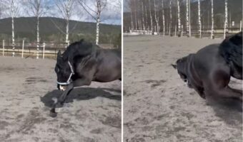 馬が走り出そうとしたら転んじゃった!?足のケガが危ぶまれましたが・・大丈夫だったみたい!!【海外・動画】