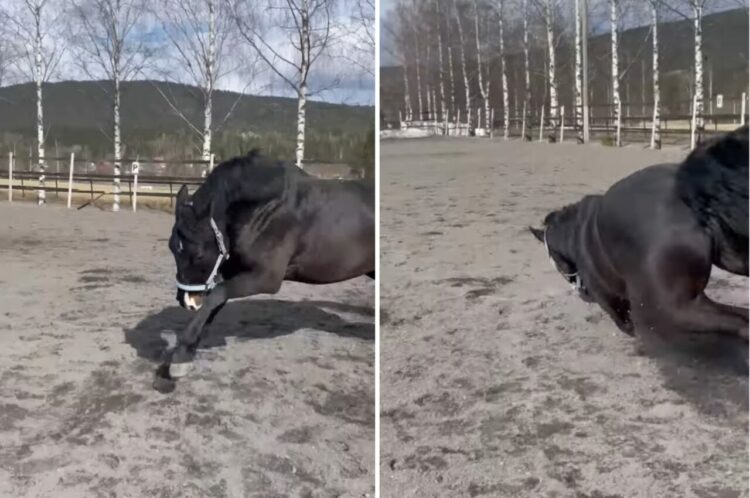 馬が走り出そうとしたら転んじゃった！？足のケガが危ぶまれましたが・・大丈夫だったみたい！！【海外・動画】