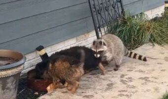 子犬たちと仲良くじゃれ合っていたのは・・！種の垣根を越えた友情にほっこり！！【アメリカ・動画】