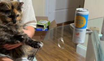 猫も輪投げが楽しい？夢中になっているのはパーティーゲーム『リングトス』！！【アメリカ・動画】