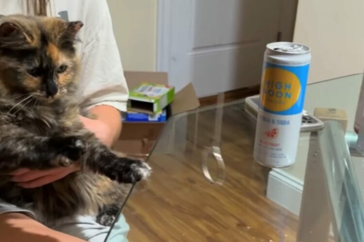 猫も輪投げが楽しい？夢中になっているのはパーティーゲーム『リングトス』！！【アメリカ・動画】