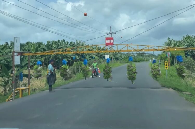 道路を横断バナナ！？コスタリカの驚愕の珍光景！！【海外・動画】
