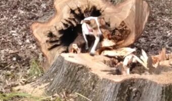 木を倒したら・・幹の中から犬が出てきた!?リスを捕まえようとしたら閉じ込められたみたい・・【アメリカ・動画】