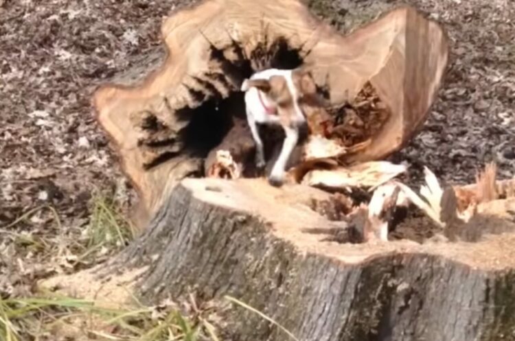 木を倒したら・・幹の中から犬が出てきた！？リスを捕まえようとしたら閉じ込められたみたい・・【アメリカ・動画】