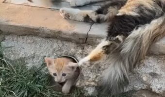 子猫の隠れ家?母猫があらわれたのを確認した子猫たちが『秘密の隠れ家』から出てきました!!