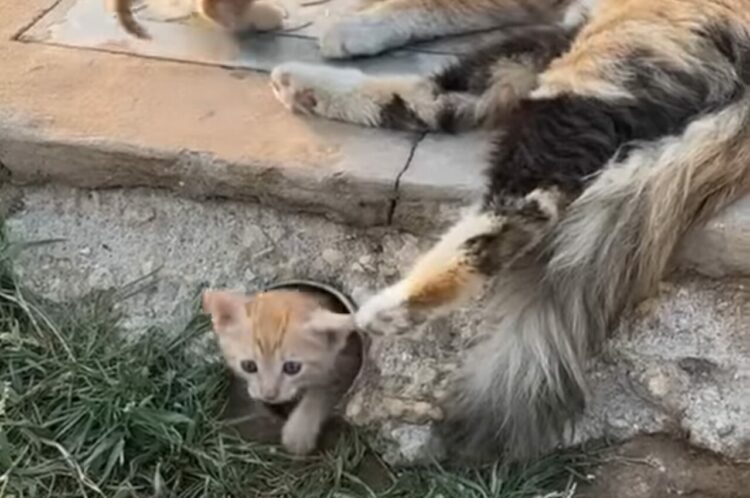 子猫の隠れ家？母猫があらわれたのを確認した子猫たちが『秘密の隠れ家』から出てきました！！