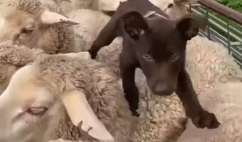 牧羊犬として活躍する日も近い！？モコモコしたヒツジたちの背中を、子犬が元気に渡り歩いていく！