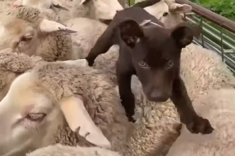 牧羊犬として活躍する日も近い！？モコモコしたヒツジたちの背中を、子犬が元気に渡り歩いていく！