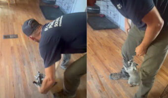 アライグマの赤ちゃんはパパさんと遊んで大喜び!床を滑らせてもらうのが気に入ったみたい!!【アメリカ・動画】