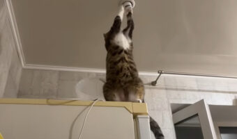 猫は電気工事士！？点かなくなったライトをちょんちょんと触れたら・・電気が点いた！？！？