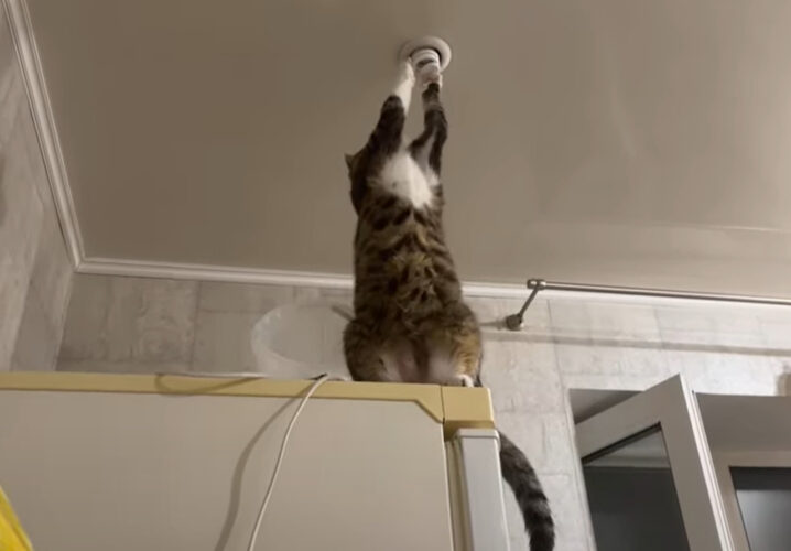 猫は電気工事士！？点かなくなったライトをちょんちょんと触れたら・・電気が点いた！？！？