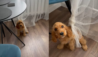 カーテンでイタズラして遊んでいた子犬。破いてできた穴にハマって抜け出せなくなっちゃいました！！【海外・動画】