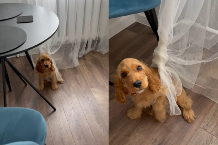 カーテンでイタズラして遊んでいた子犬。破いてできた穴にハマって抜け出せなくなっちゃいました！！【海外・動画】