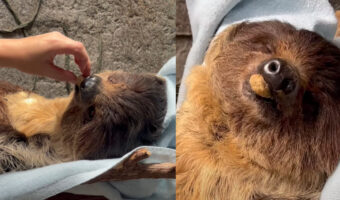 究極のナマケモノ?ごはんを仰向けになったままもらうと、そのまま寝てしまいました!!【アメリカ・動画】