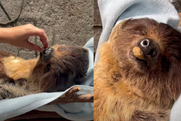 究極のナマケモノ？ごはんを仰向けになったままもらうと、そのまま寝てしまいました！！【アメリカ・動画】