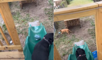 ボール遊びを楽しむ愛犬たち。2匹が一緒なら、飼い主さんにボールを投げてもらう必要がない!?【アメリカ・動画】