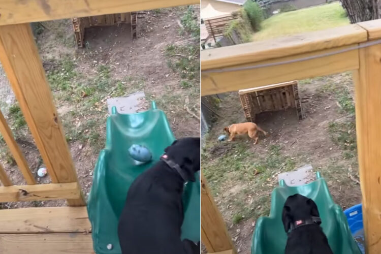 ボール遊びを楽しむ愛犬たち。2匹が一緒なら、飼い主さんにボールを投げてもらう必要がない！？【アメリカ・動画】