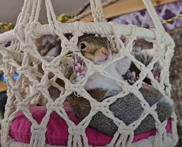 のんびり日曜日を過ごすリス。ハンモックに揺られてくつろぎタイム！【アメリカ・動画】