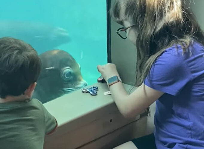 オモチャの車が気になるアシカ。目を見開いて動きを追っています！！【アメリカ・動画】