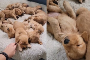 輪になってお昼寝するゴールデンレトリバーの子犬たち。みんなで寄り添いながら寝る姿がかわいすぎる！！【アメリカ・動画】