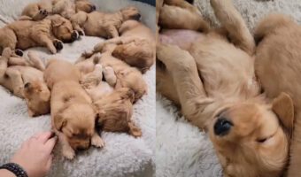 輪になってお昼寝するゴールデンレトリバーの子犬たち。みんなで寄り添いながら寝る姿がかわいすぎる!!【アメリカ・動画】
