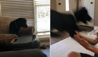勢いのあるダイブを見せた黒ラブ。この子はソファの上から飼い主さんに飛びかかるのが大好き！！【アメリカ・動画】