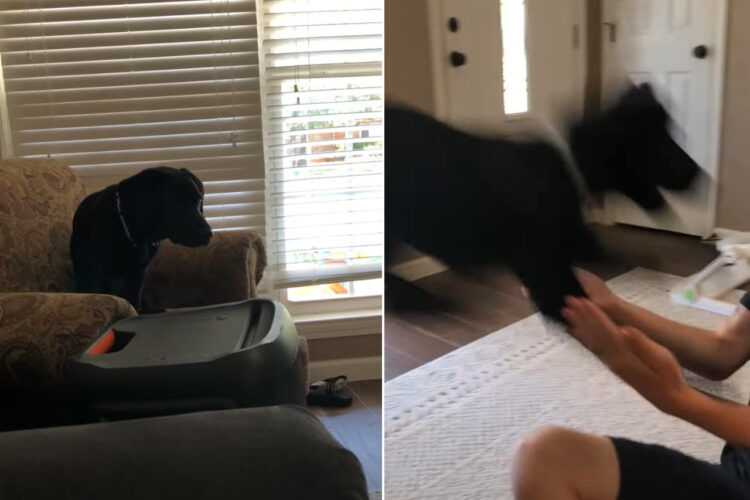 勢いのあるダイブを見せた黒ラブ。この子はソファの上から飼い主さんに飛びかかるのが大好き！！【アメリカ・動画】