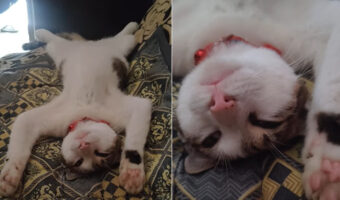 遊び疲れたのかな?仰向けになった猫は・・そのままぐっすり深い眠りに【海外・動画】