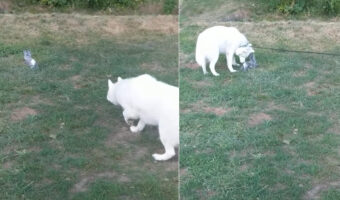 獲物を発見したハスキー犬。忍び足で近付いて飛びかかりますが、それは獲物ではありませんでした！！【アメリカ・動画】